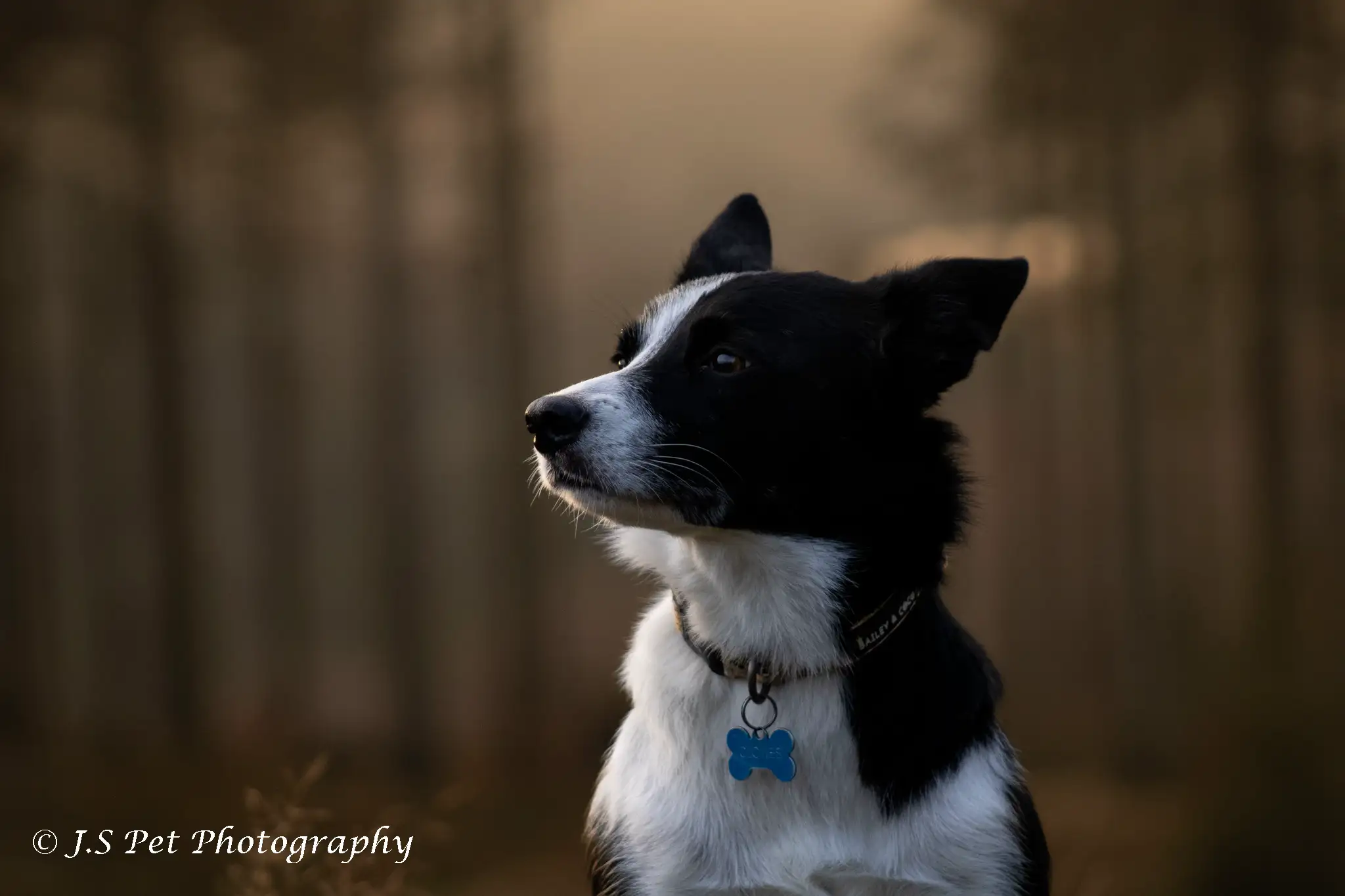 Dog Photography