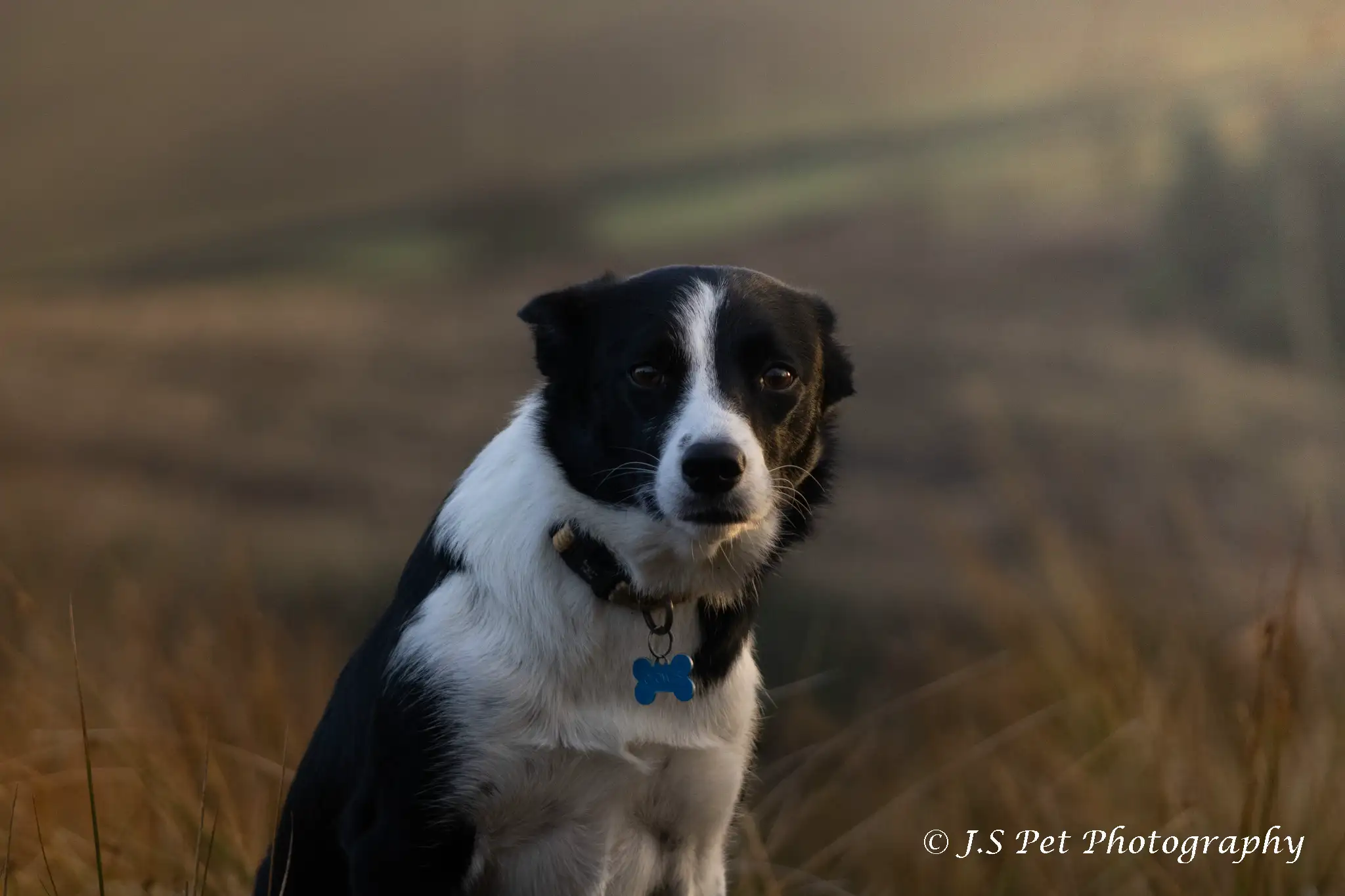 Dog Photography